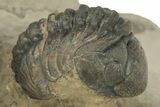 Crotalocephalus Trilobite With Three Reedops - Atchana, Morocco #210265-9